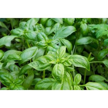 Basilic Fin Vert Contenant de 2.5 litres
