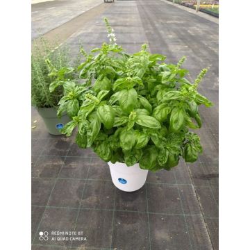 Basilic Trio Pot 5L + Reserve D'Eau potde 4,5Litres