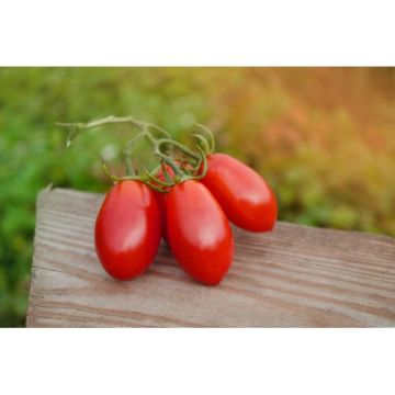 Tomate Greffee Olivette Roma Pot de 1 Litre