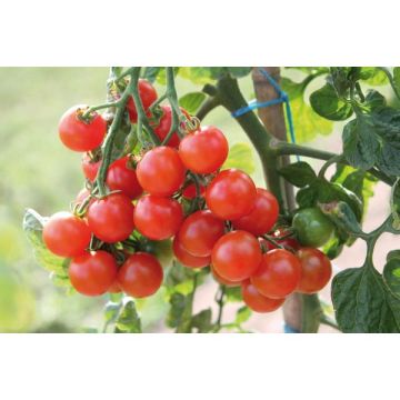 Potager Xl Tomate Cerise Pot 6L Avec Réserve D'Eau