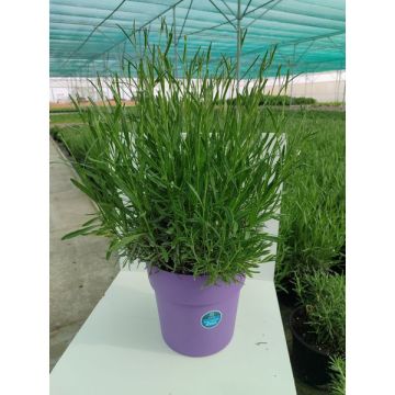 Lavande Pot de 4,5L + Reserve D'Eau