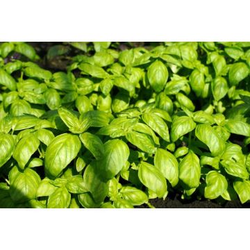 Basilic Grec Pot de 4,5 litres