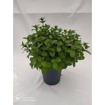 Menthe Mojito Pot de 4,5 Litres