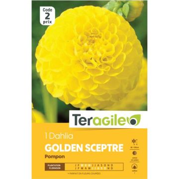 Dahlia Pompon Ashado I X1 Fdf - Teragile