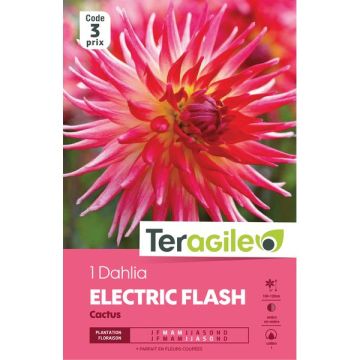 Dahlia Cactus Flash I X1 Fdf - Teragile