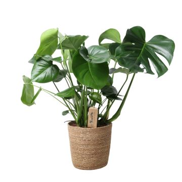Monstera Deliciosa en pot de 21 cm avec vannerie - Hauteur 80 cm