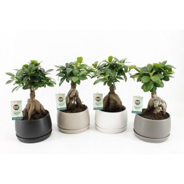 FICUS GINSENG CÉRAMIQUE SHENGZI SCHALEN- CONTENANT DE 16 CM