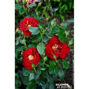 Rosiers couleurs - Privilège - Teragile- Contenant de 7,5 litres