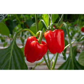 Poivron Coronor - Contenant de 1 Litre