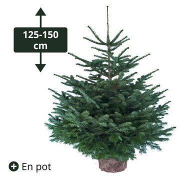 Sapin Nordmann conteneur en pot - Green attitude - Hauteur 125/150 cm  