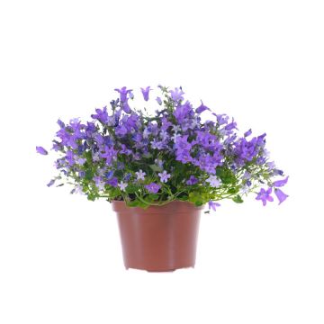 Campanule double addenda - Varié - Pot d e 0,5 litre