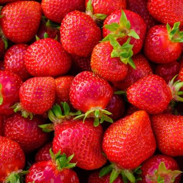 Fraisier Charlotte - Barquette de 6 plants