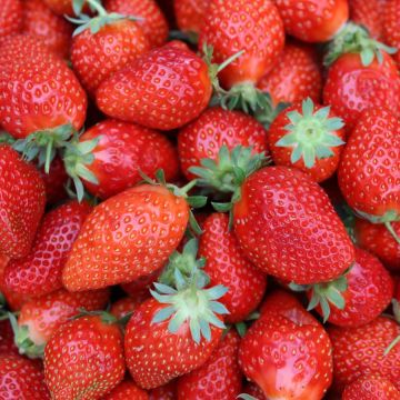 Fraisier Gariguette - Barquette de 6 plants
