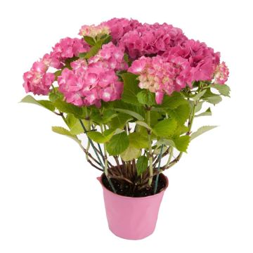 Hortensia - 5/6 branches - Contenant de2 litres