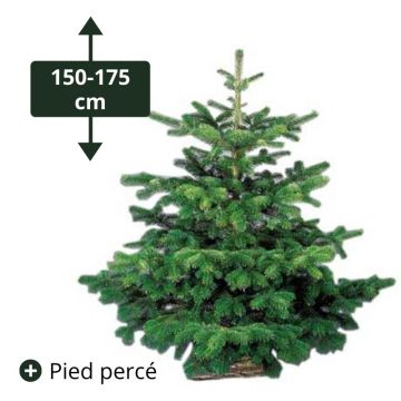 Sapin Nordmann coupé percé - 150/175 cm