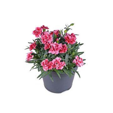Oeillet Oscar - Pot de 0,5 litre