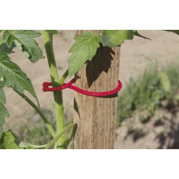 Tomatoclips - Nortene - 25 clips