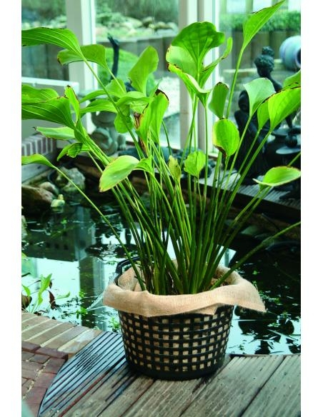 Kit panier flottant carré avec plantes aquatiques de bassin