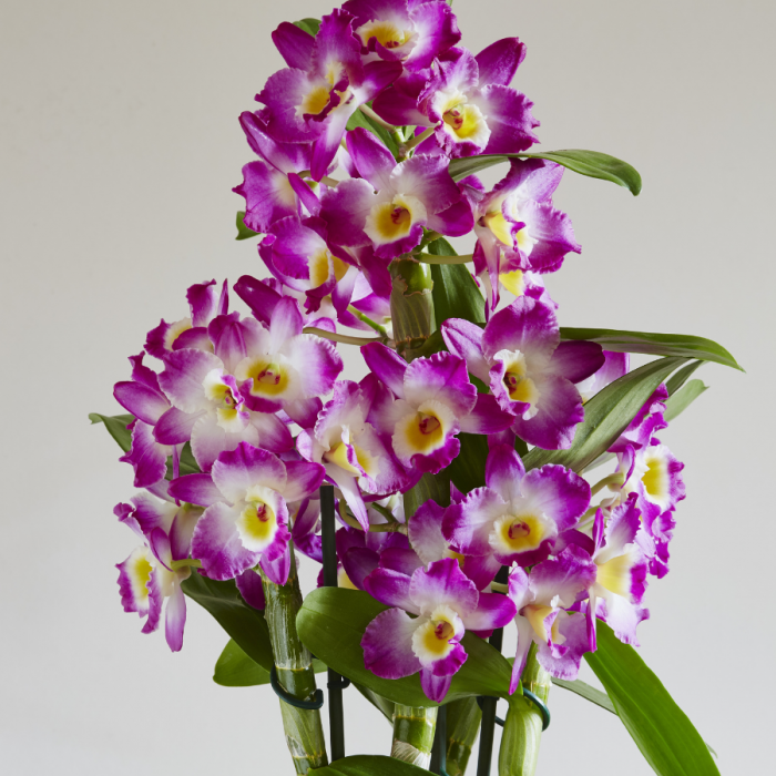 De l'intérêt des pots transparents - Le coin des orchidées