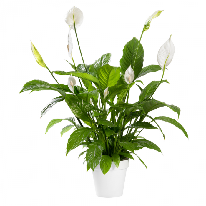 Spathiphyllum - Plante - Plus de Fleurs