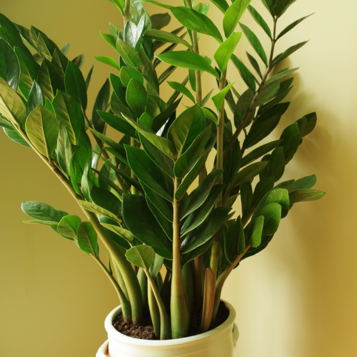 Plante artificielle verte Zamioculcas - décoration pour intérieur