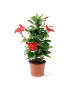 Dipladenia - Pot de 1 litre