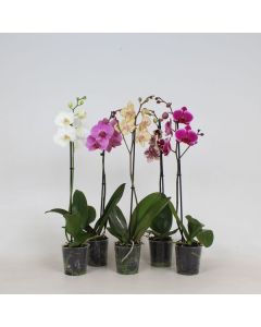Orchidée phalaenopsis - 1 hampe - Pot de   12 cm