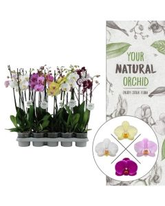 Orchidée phalaenopsis - 3 tiges - Pot de 12 cm