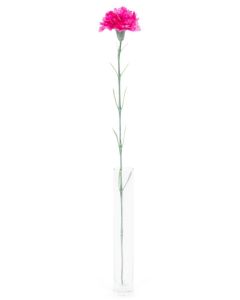 Oeillet - Arche Diffusion - Fuchsia - 62 cm