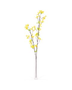 Forsythia - Arche Diffusion - Jaune - 82 cm