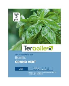 Basilic grand vert - Graines - Teragile