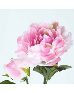 PIVOINE 1FL 1BT 76CM ROSE CREM