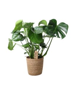 Monstera Deliciosa en pot de 21 cm avec vannerie - Hauteur 80 cm