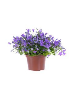 Campanule double addenda - Varié - Pot d e 0,5 litre