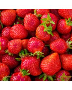 Fraisier Charlotte - Barquette de 6 plants