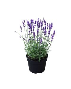 Lavande officinale - Pot de 1 litre