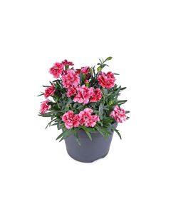 Oeillet Oscar - Pot de 0,5 litre