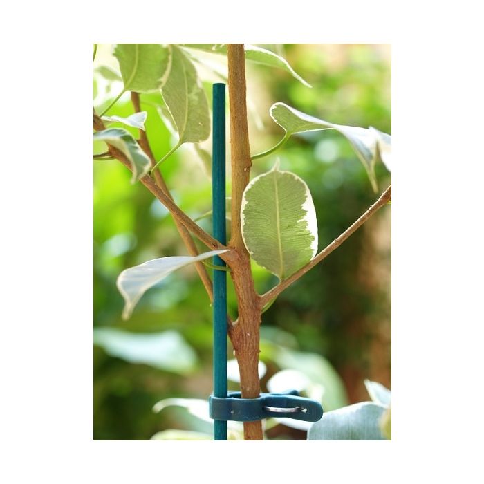 Tuteurs splits bambou x25 - Nortene - 60 cm