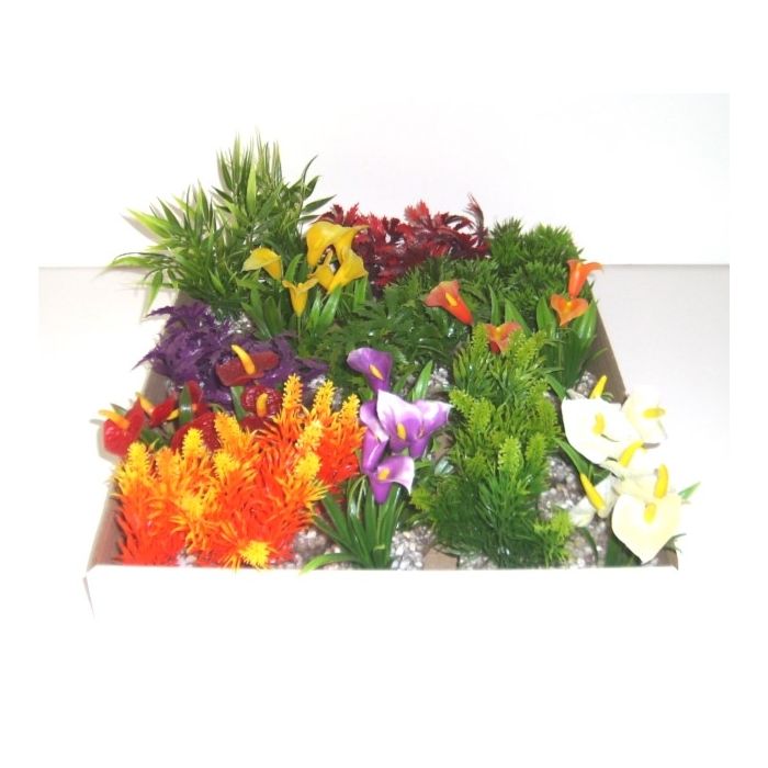 Minis plantes feuillages et coloris variés - Labéo 
