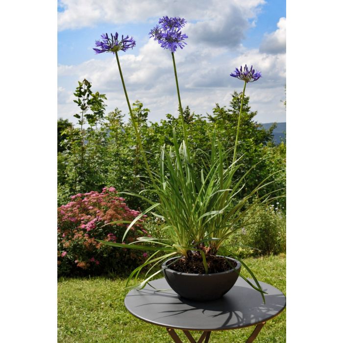 Vasque Basalt Up Ø 40 cm - EDA - 14