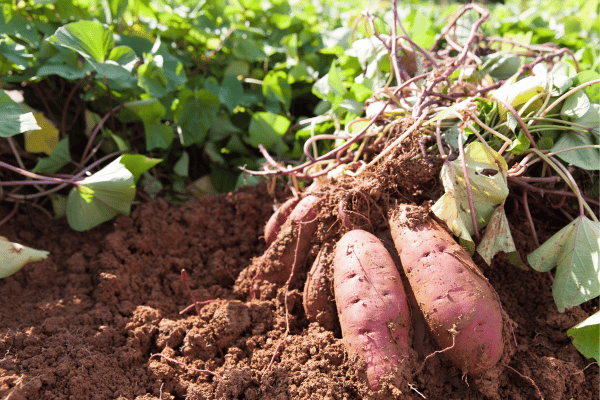 planter pommes de terre