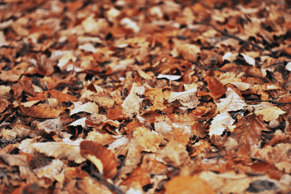 feuilles mortes au jardin 