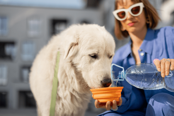 hydrater son chien