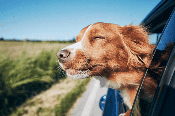 voyager avec son chien voiture pendant l'été