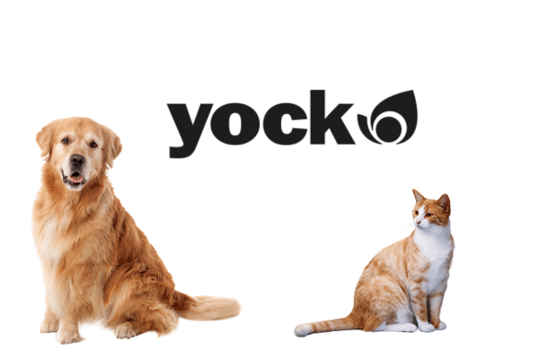 yock chien et chat
