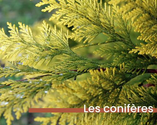 coniferes