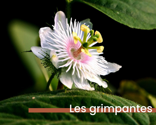 plantes grimpantes