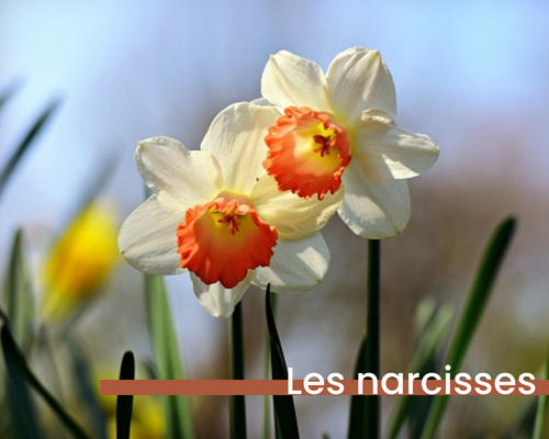 narcisses