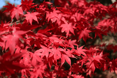 erable-japonais-automne