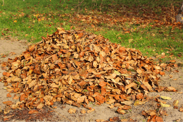 feuilles mortes automne écosystème jardin